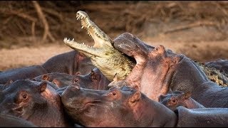 Hippopotamus vs Crocodile Real Fight [upl. by Nosde]