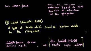 42 DNA Production of Polypeptides  Transcription and Translation  Blueprint of Life HSC Biology [upl. by Anaira]