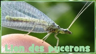 Chrysopa perla  Linnaeus 1758  Chrysopidae  Chrysope lion des pucerons  052017 [upl. by Cristy]