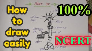 How to draw nueron Tantrika tantra kaise banaye ।। तंत्रिका तंत्र का चित्र कैसे बनाए [upl. by Laius372]