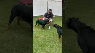 Rottweiler Lady Ollie Attacks A Rottweiler Female During Dog Show Championship shorts dogs trend [upl. by Elmaleh]