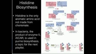 Histidine BiosynthesisAICAR Production [upl. by Aryas]