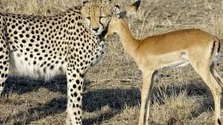 LEOPARD SAVE DEERS LIFE TO JACKLE  AMAIZING VIDEO 2014 [upl. by Zora]