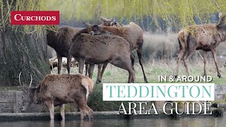 In amp Around Teddington  Area Guide [upl. by Zedecrem]