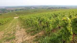 Discover The Red Wines of Burgundy [upl. by Nyahs]