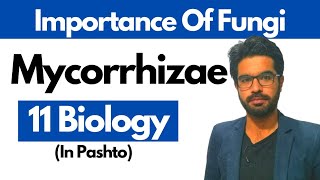 Mycorrhizae  Chapter 07  Class 1st year Biology [upl. by Ydwor]