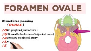 Structures passing through Foramen Ovale [upl. by Raymonds]