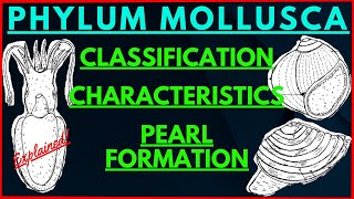 All about Mollusks  Phylum Mollusca Classification Characteristics  Pearl Formation Oyster Mussels [upl. by Grimbald]