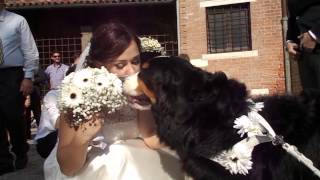 Video del matrimonio dal punto di vista del cane Wedding Dog Sitter [upl. by Cassell]