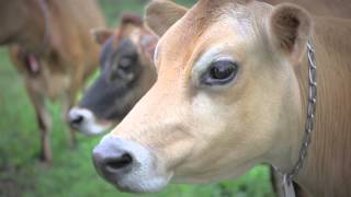 PaulLin Dairy Farm VT [upl. by Wendall304]