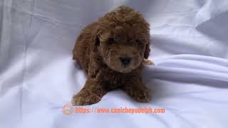 Elios is a sixweekold male toy poodle puppy [upl. by Nothgierc481]