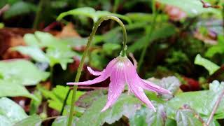 Pink Fawn Lily [upl. by Nemad38]