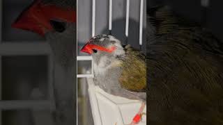 RedBrowed Finch hen Outside The Cage  Australian Finches  Birds [upl. by Sandler]