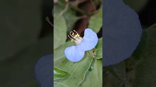 Commelina benghalensis Camera Action  TO BE CONTINUED [upl. by Euqinom]