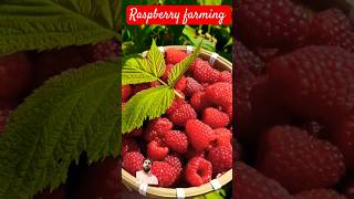 raspberry fruit farming viral trending shorts youtubeshorts [upl. by Akiner]