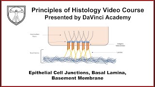 Epithelial Cell Junctions Basal Lamina Basement Membrane Epithelium 2 of 7 [upl. by Nerrol]