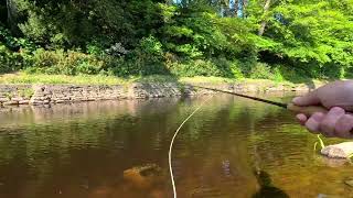 Fly Fishing for Trout on River Doon Ayrshire Scotland 26th May 2023 [upl. by Brechtel]