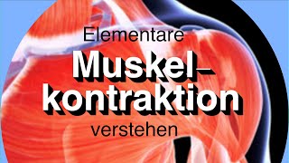 Elementare Muskelkontraktion [upl. by Ellemaj110]