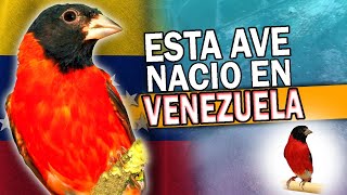 Reseña INCREÍBLE del Cardenalito  Biografía de Aves Eps 4 [upl. by Gader]