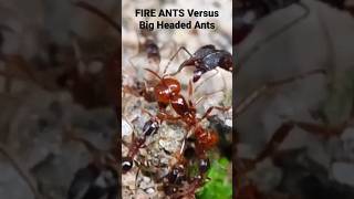 FIRE ANTS Versus Big Headed Ants [upl. by Llain]