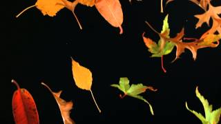 Slow Motion Falling Leaves and Autumn Leaf Fall Shot in Slow Mo High Definition HD Black Background [upl. by Anirrak]