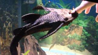 Friendly Sailfin Pleco [upl. by Eniahpets]