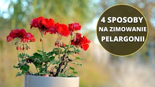 Zimowanie i przechowywanie PELARGONII Jak przezimować pelargonię [upl. by Edwards]