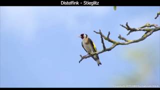 Distelfink  Stieglitz mit Gesang  European goldfinch singing  Carduelis carduelis 1080p HD [upl. by Ketty]