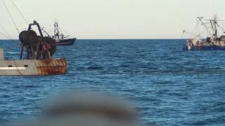 Fishing for loligo squid off Nantucket in June when they come inshore to spawn [upl. by Eelahc318]