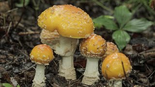 How to Detoxify and Cook Amanita Muscaria [upl. by Mali370]