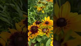 Perennial Plant Information Denver Daisy Rudbeckia BlackEyed Susan plants flowers gardening [upl. by Swec544]