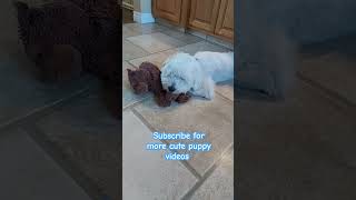 Cute puppy Dog Sleeping on His Favorite Toy 💕 cutepuppyvideos [upl. by Gabriellia]