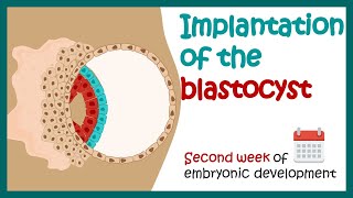 Implantation of the blastocyst  Week 2 of embryonic development  Developmental biology [upl. by Nerol]