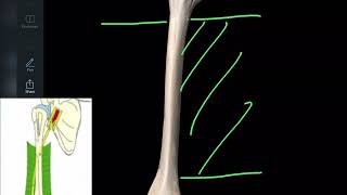 Anatomie de l’humérus en 3d ostéologie du membre supérieur [upl. by Anastasia]