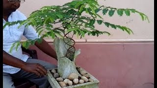 How to make bonsai Tamarind tree update [upl. by Hakvir]