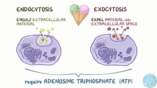 endocytose et exocytose [upl. by Yssirhc]