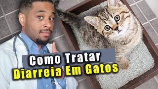 GATO com DIARRÉIA o que fazer Como tratar [upl. by Bolt]