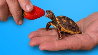 World’s Most Popular Pet Tortoise [upl. by Hayilaa]