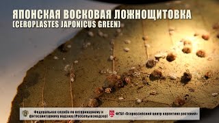 Японская восковая ложнощитовка Ceroplastes japonicus Green [upl. by Elyrad]