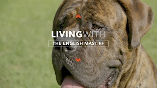 ALL ABOUT LIVING WITH ENGLISH MASTIFFS [upl. by Remlap]