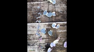 How To Influence The Growth amp Colour of Ceropegia Woodii Variegata [upl. by Nelehyram]