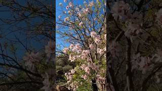 Ein bisschen Frühlingsstimmung auf Gran Canaria Mandelblüte im Zentrum [upl. by Malachi173]