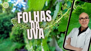 FOLHAS DA UVA DEPURATIVA LAXANTE CORAÇÃO MÚSCULOS AFTA CARTILAGEM GENGIVITE DORES VARIZES [upl. by Annayd]