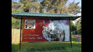 Auf Safari in NRW  Rundfahrt amp Rundgang im Zoo Safaripark Stukenbrock [upl. by Aliuqaj754]