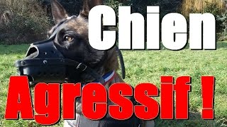 CHIEN AGRESSIF MALINOIS JEEP [upl. by Afnin750]