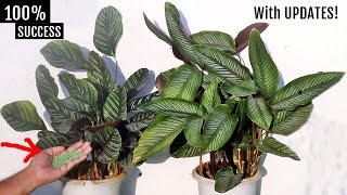 DONT KILL AGAIN My COMPLETE Calathea Plant CARE Guide [upl. by Mcginnis393]