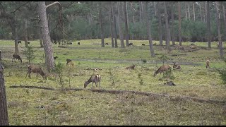 Live wildcam Het Nationale Park De Hoge Veluwe [upl. by Paapanen]