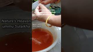 Onion peel liquid fertilizer and pestiside ഉള്ളിതോലിൽ നിന്നൊരു fertilizer amp pestiside [upl. by Aiouqahs354]