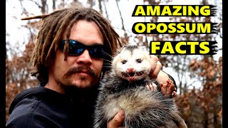 AMAZING OPOSSUM FACTS [upl. by Llerraf]