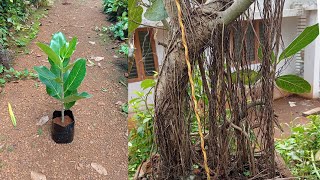 Banyan tree propagation from cuttings and technique for producing Aerial roots [upl. by Serge918]